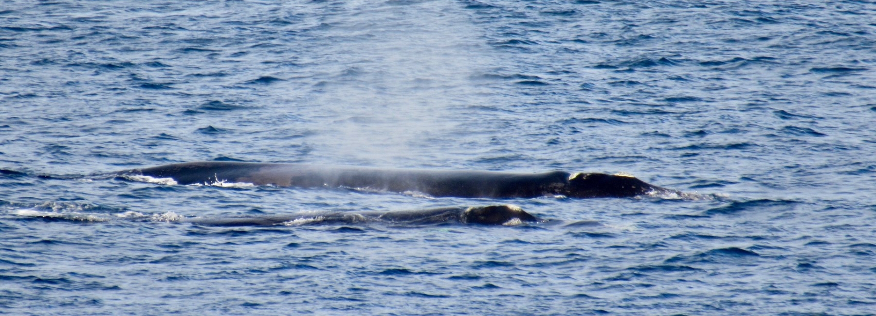 whale watching tours apollo bay