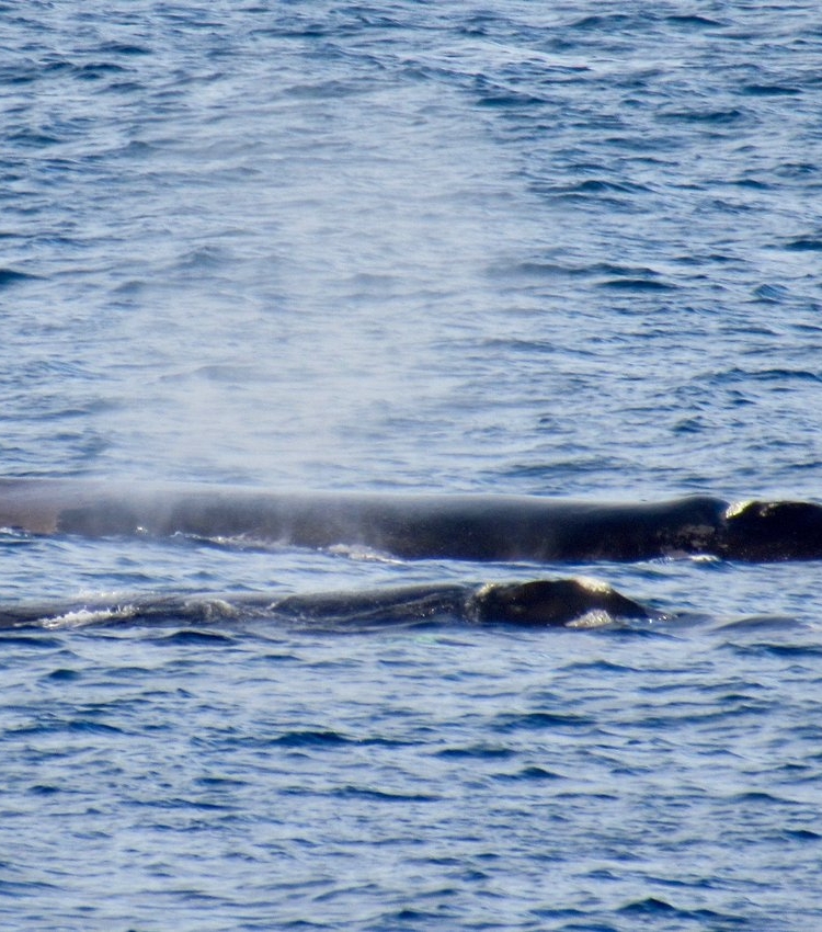 whale watching tours apollo bay