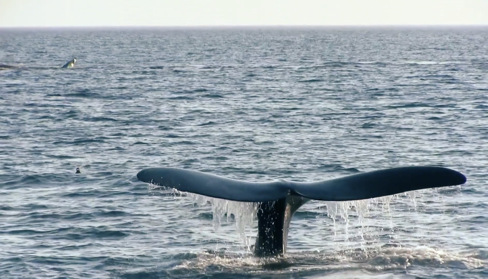 whale watching tours apollo bay